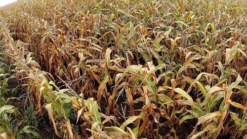 Parents Left Child Behind at Corn Maze