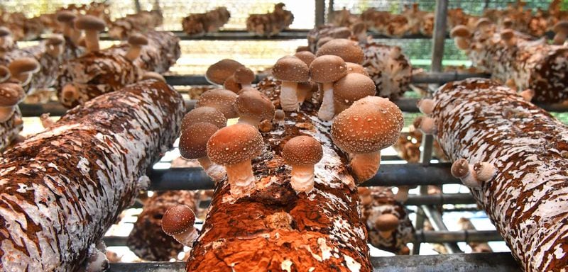 Shiitake mushrooms grow on one of the "logs" in Ellijay Mushrooms' greenhouses. They're grown on the logs until the logs lose their nutrients; then the logs are composted for future projects. (Chris Hunt for The Atlanta Journal-Constitution)