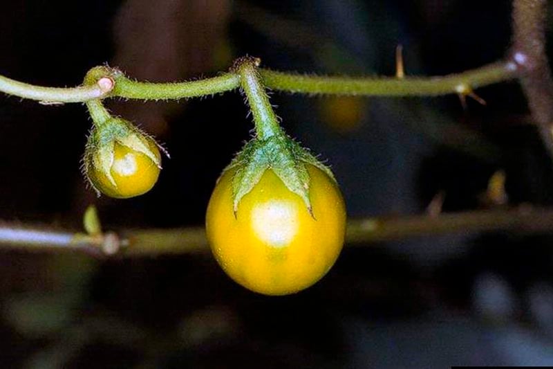 This undated image provided by Bugwood.org shows toxic horsenettle fruits, which closely resemble cherry tomatoes. (Joseph M. DiTomaso/University of California - Davis/Bugwood.org)