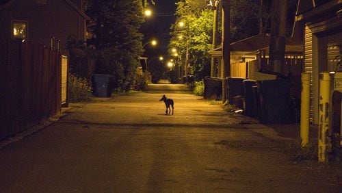 A lone coyote is caught on camera roaming the streets of Atlanta at night.