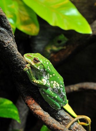 Frogs- A Chorus of Colors opens at the Georgia Aquarium