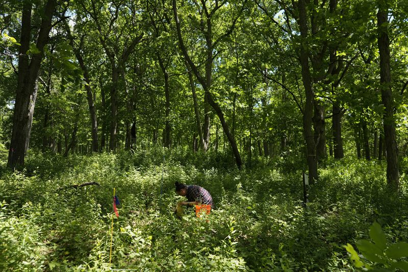 Marvin Lo, Morton Arboretum tree root scientist, collects periodical cicada specimens among the trees on Thursday, June 6, 2024, at Morton Arboretum in Lisle, Ill. Cicadas play an important role in the local ecosystem as fertilizer, aerating the soil and food for birds and other animals, Lo said. (AP Photo/Carolyn Kaster)