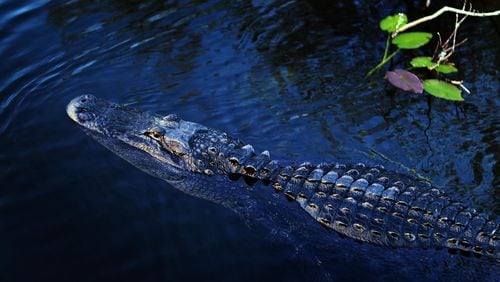 What is common in Florida was odd in Kansas -- an alligator on the road.