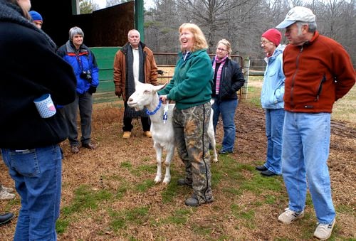 Want milk? A clean yard? Get a goat