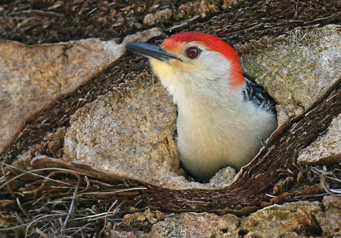 Coastal birds of Georgia