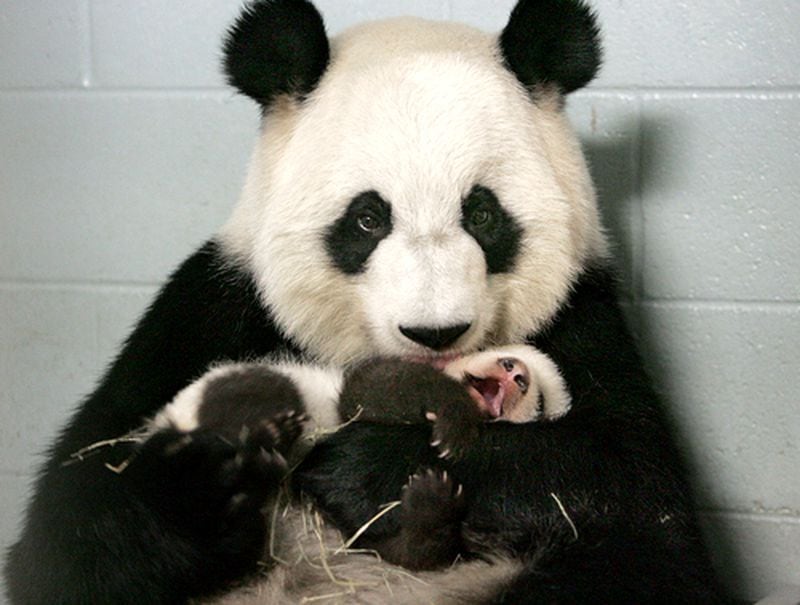 Lun Lun and one of her cubs in 2006.