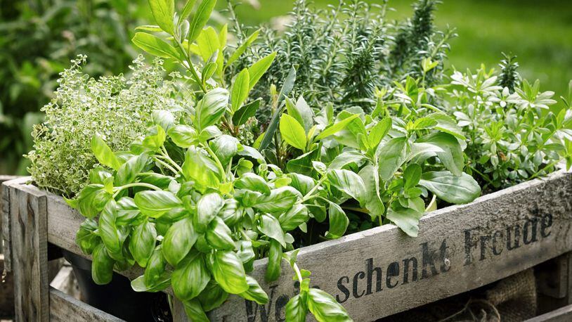 Learn - Gardening Series for Beginners and Intermediate Gardeners