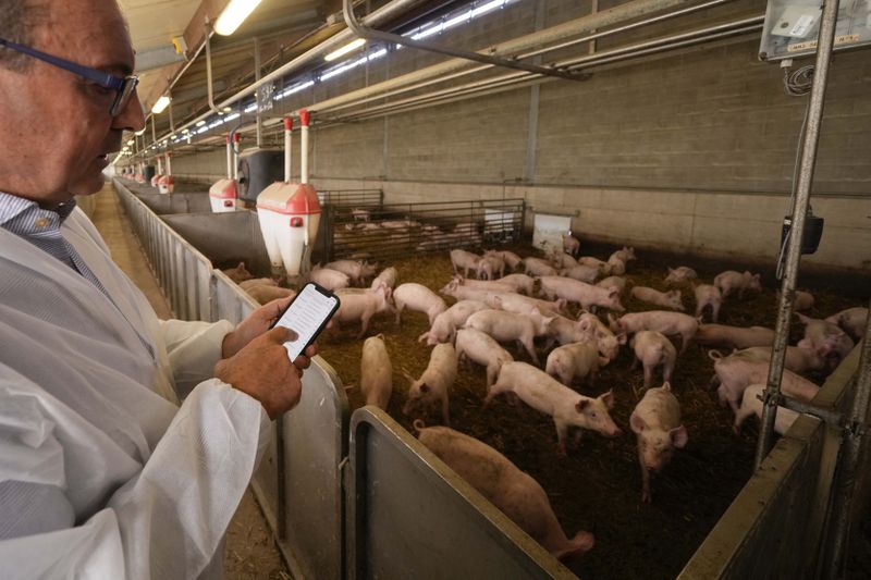 Sergio Visini, the founder of Piggly farm, controls technical data inside a shed of the Piggly farm in Pegognaga, near Mantova, northern Italy, Wednesday, Sept. 25, 2024. (AP Photo/Luca Bruno)