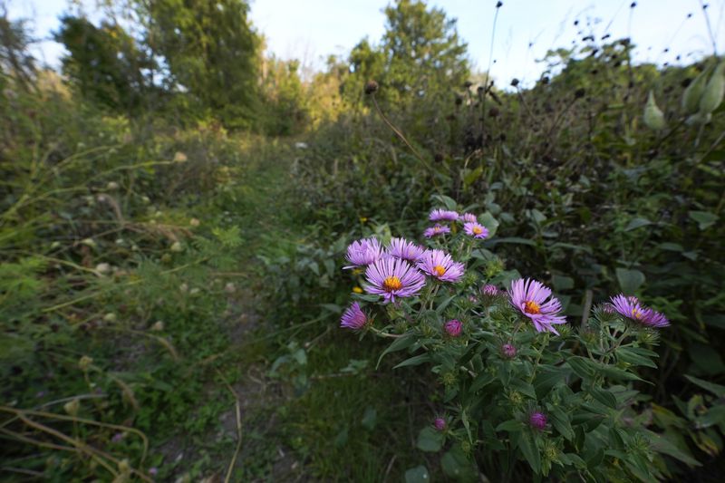 A meadow is visible in Callahan Park in Detroit, Tuesday, Sept. 10, 2024. (AP Photo/Paul Sancya)