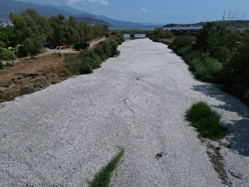 Tons of dead fish fill a river near the port city of Volos, central Greece, Thursday, Aug. 29, 2024, following a mass die-off linked to extreme climate fluctuations. (AP Photo/Vaggelis Kousioras)