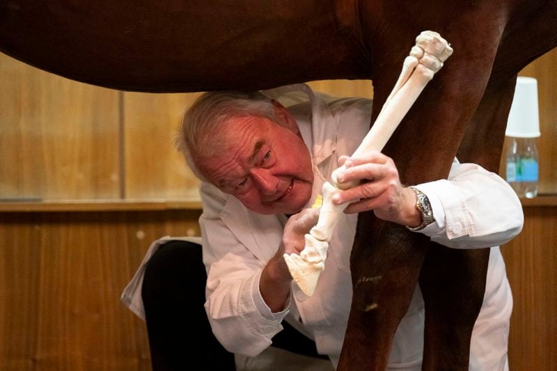 Dr. Peter Sotonyi, rector of the University of Veterinary Medicine in Budapest, Hungary, gives an anatomy lecture for first-year students, showing bones located in the body of a live horse, Monday, Sept 9. 2024. (AP Photo/Denes Erdos)