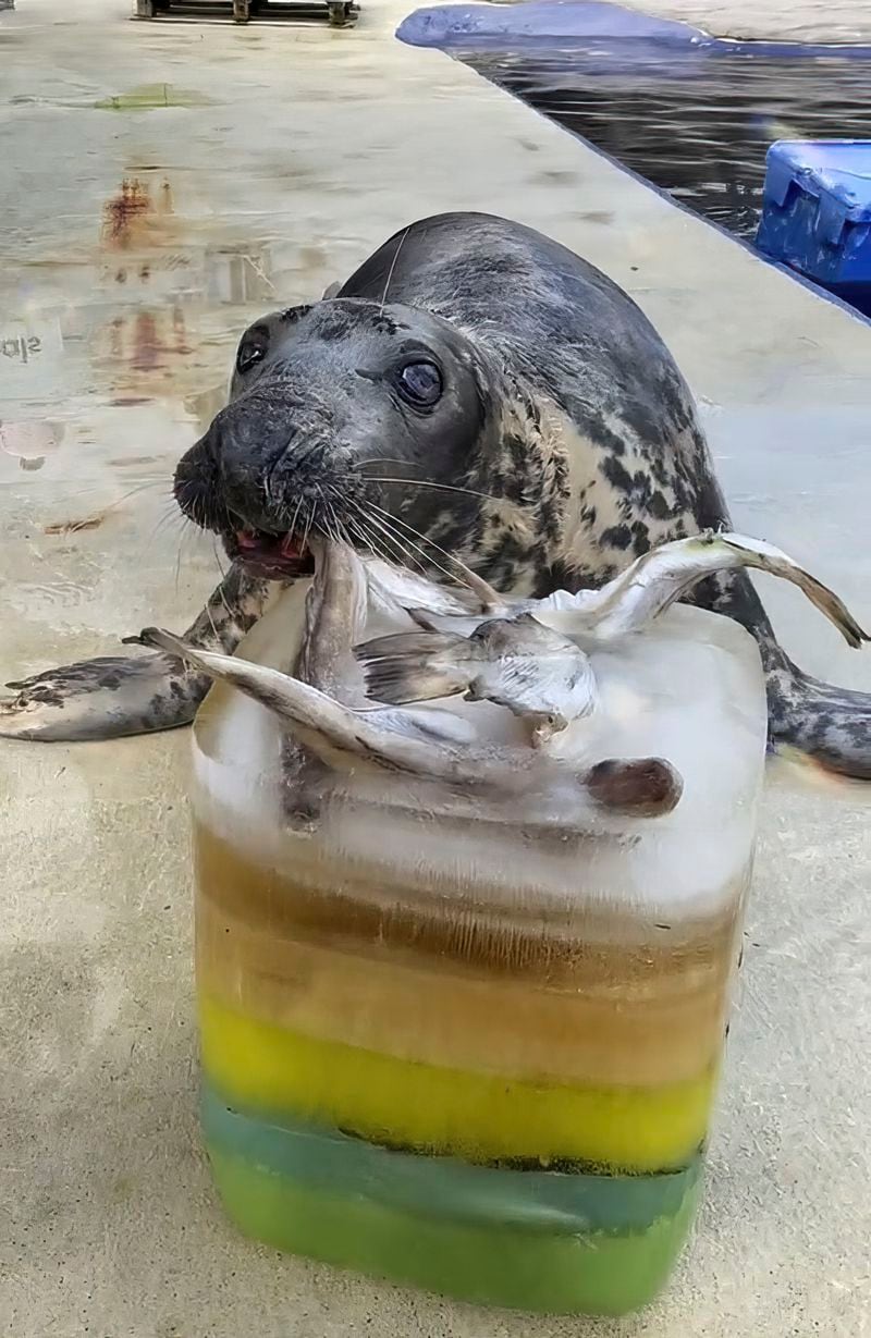 In this image taken in Sept. 2023 and made available by Cornish Seal Sanctuary shows Sheba the seal on her 49th birthday at the Cornish Seal Sanctuary in Gweek, south west England. (Barry Williams/Cornish Seal Sanctuary via AP)