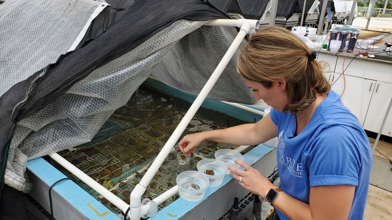 Texas A&M University-Corpus Christi researcher Keisha Bahr prepares live corals for transport at the Nova Southeastern University's Oceanographic Campus in Dania Beach, Fla., Sept. 18, 2024. (AP Photo/David Fischer)