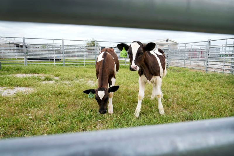 Calves stand in a pen at the U.S. Department of Agriculture's National Animal Disease Center research facility in Ames, Iowa, on Tuesday, Aug. 6, 2024. (AP Photo/Charlie Neibergall)