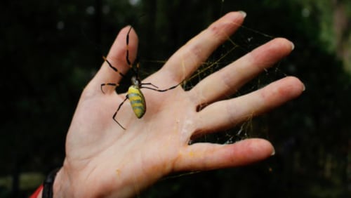 The East Asia native spider, the Joro, was first identified in Georgia in 2014 by Rick Hoebeke, Georgia Museum of Natural History collections manager.