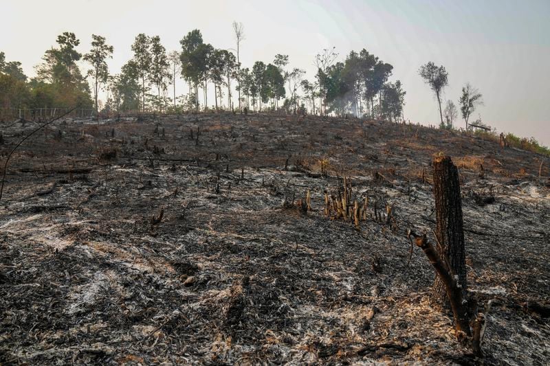 The remains of a protected forest that was burnt by Pakanyo tribe members is visible in Chiang Mai province, Thailand, Monday, April 22, 2024. The Pakanyo, who have carried out the practice of controlled burns as long as they have lived in these hills near Chiang Mai, a top tourist destination, say they get blamed by city dwellers for fouling the air and damaging forest land. (AP Photo/Sakchai Lalit)