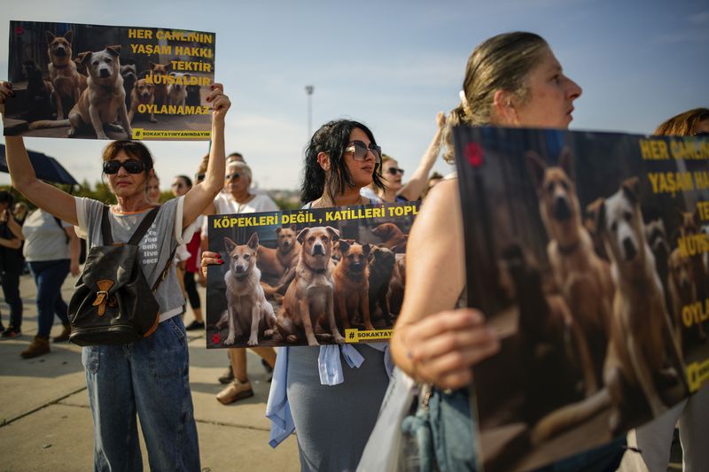 People shout slogans during a protest against a bill approved by Turkish legislators that aims to remove stray dogs off the country's streets, in Istanbul, Turkey, Sunday, Sept. 1, 2024. Boards read in Turkish: "Collect murderers, not dogs" and "The right to life of every living being is unique and sacred". (AP Photo/Emrah Gurel)