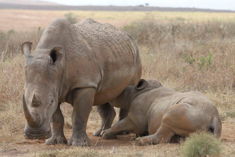 A rhino and its calf, on the Red List of Threatened Species according to IUCN (International Union Conservation Of Nature), are seen at Nairobi National Park, on the outskirts of Nairobi, Kenya, Wednesday, Sept. 18, 2024. (AP Photo/Andrew Kasuku)