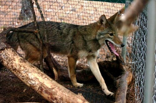 Neighborhood coyotes have a friend