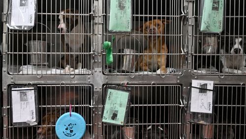 Picture shows current facility at Fulton County Animal Services, Thursday, March 16, 2023, in Atlanta, GA. The existing 1978 building has been overcrowded and in disrepair for years. Sometimes eight dogs pack a single a kennel. And the building wasn’t designed to house cats, so they are stacked in a separate trailer. (Hyosub Shin / Hyosub.Shin@ajc.com)