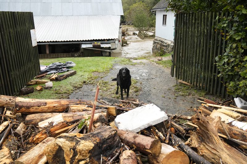 A dog stands at gate of a flooded house in Jesenik, Czech Republic, Sunday, Sept. 15, 2024. (AP Photo/Petr David Josek)