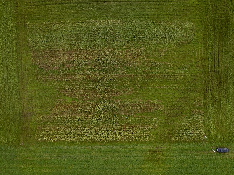 Damage from heavy spring rains is visible in the field of white corn on the Oneida Indian Reservation, Friday, Aug. 30, 2024, in Oneida, Wis. (AP Photo/Mike Roemer)