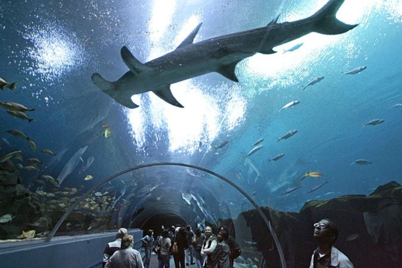 Georgia Aquarium visitors in the acrylic tunnel in the Ocean Voyager exhibit watch a hammerhead shark swim by. The tunnel leads to the gigantic viewing window.