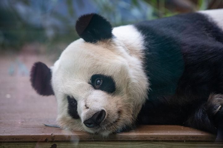 Giant Panda farewell as they go back to China