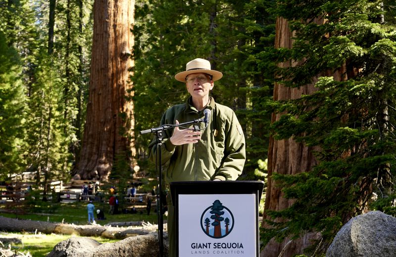 Clay Jordan, superintendent of Sequoia and Kings Canyon National Parks, speaks in front of General Sherman, the world's largest tree, in Sequoia National Park, Calif. on Tuesday, May 21, 2024. A research team inspected the 275-foot tree for evidence of bark beetles, an emerging threat to giant sequoias. (AP Photo/Terry Chea)