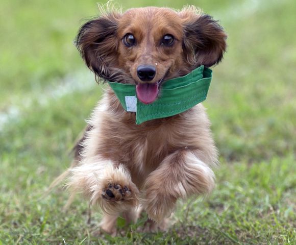 Buda Wiener Dog Race, 4.26.15