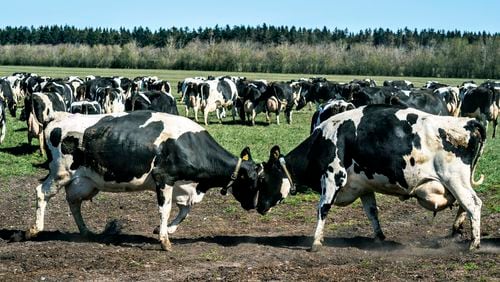 FILE - Dairy cows gather at Sommerbjerggaard after being released from the stables, near Them, Denmark, Sunday April 19, 2020. (Henning Bagger/Ritzau Scanpix via AP, File)