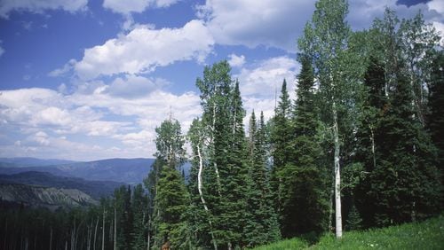 An aspen forest in Colorado's Rocky Mountains near Snowmass Resort on a summer day. (Oleksandr Buzko/Dreamstime/TNS)