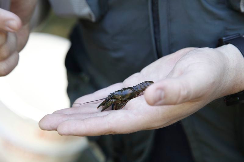 Chad Cogburn, of the Nashville Zoo, holds a Nashville crayfish during an annual census of the endangered species on Wednesday, June 11, 2024, in Nashville, Tenn. The U.S. Fish and Wildlife Service is considering removing the Nashville crayfish from the endangered species list, but some biologists argue it still needs protection because its range is so limited. (AP photo/Kristin M. Hall)