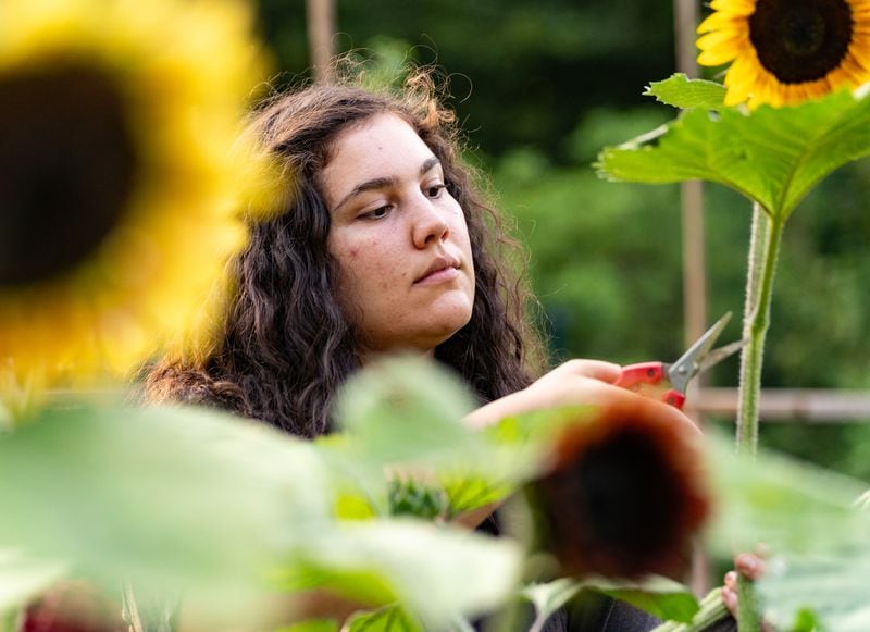 Sarah Corbett, board chair of Urban Farm in Ormewood, Inc., cuts sunflowers at the property founded by Brian Harrison.