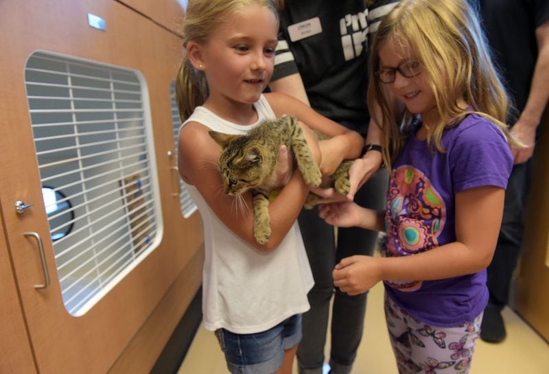 Sisters Ella, 7, and Arrington Boggs 5, interact with Seth, a shorthair mixed kitty at the DeKalb County animal shelter in this 2017 file photo. KENT D. JOHNSON / AJC