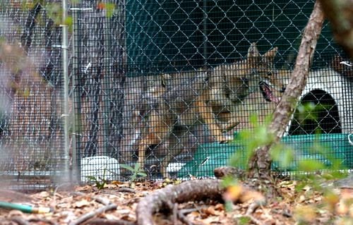 Neighborhood coyotes have a friend