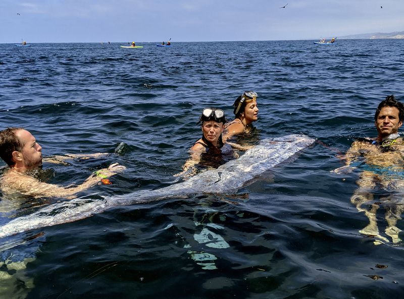 This image provided by The Scripps Institution of Oceanography shows a team of researchers and science-minded snorkelers working together to recover a dead oarfish from La Jolla Cove, Calif., Saturday, Aug. 10, 2024. (Michael Wang/The Scripps Institution of Oceanography via AP)