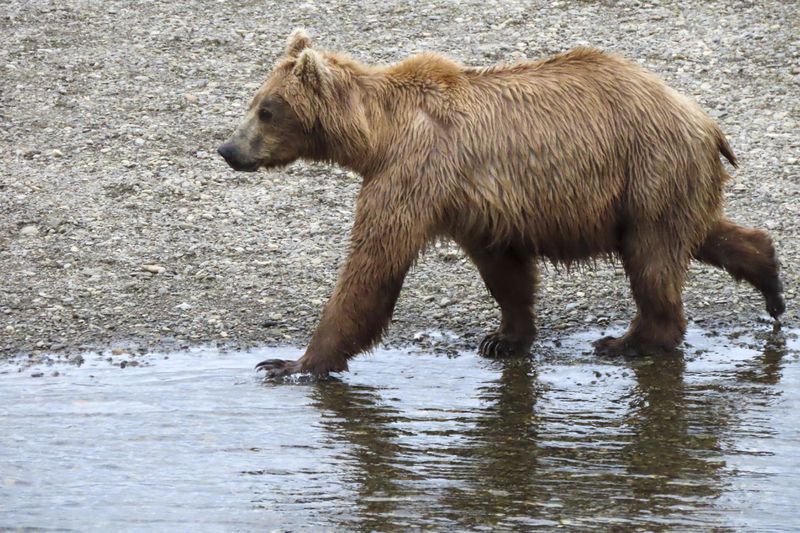 This image provided by the National Park Service shows bear 901 at Katmai National Park in Alaska on July 5, 2024. (T. Carmack/National Park Service via AP)