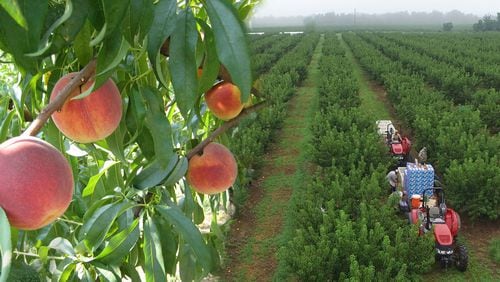 Lane Southern Orchards features 11,000 acres devoted to peach orchards and pecan groves, as well as strawberries, apples and other Georgia-grown produce. 
Courtesy of Lane Southern Orchards.