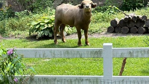 FILE - An escaped water buffalo on the lam from police looks on Aug. 24, 2024, in the Des Moines suburb of Pleasant Hill, Iowa. (Madison Pottebaum via AP, File)