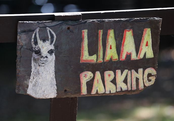 Atlanta Airbnb with llamas inside a bamboo forest