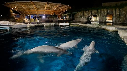 FILE - Three beluga whales swim together in an acclimation pool after arriving at Mystic Aquarium, May 14, 2021, in Mystic, Conn. (Jason DeCrow/AP Images for Mystic Aquarium, File)