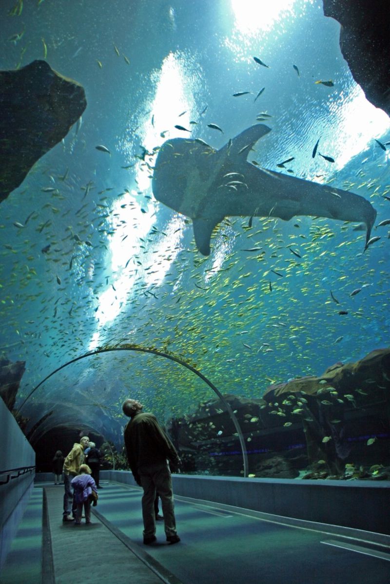 File photo: The Georgia Aquarium’s 14 species of sharks, including whale sharks, hammerheads and sand tigers, can be seen with many other sea creatures at the attraction. CONTRIBUTED BY GEORGIA AQUARIUM