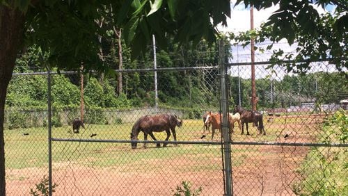 Horses can be seen roaming around a lot in Grant Park.
