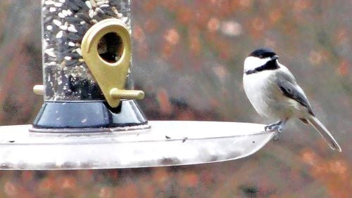 The Carolina chickadee is one of Georgia's most common birds — and one of the birds that all Georgians should know. 
(Charles Seabrook for The Atlanta Journal-Constitution)