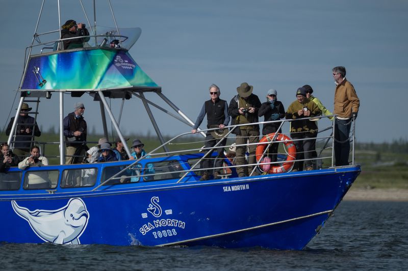 Tourists observe beluga whales in the Churchill River, Sunday, Aug. 4, 2024, near Churchill, Manitoba. (AP Photo/Joshua A. Bickel)