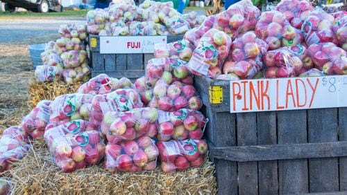 The Georgia Apple Festival in Ellijay honors tree-ripened mountain apples throughout two weekends. Contributed by Georgia Apple Festival