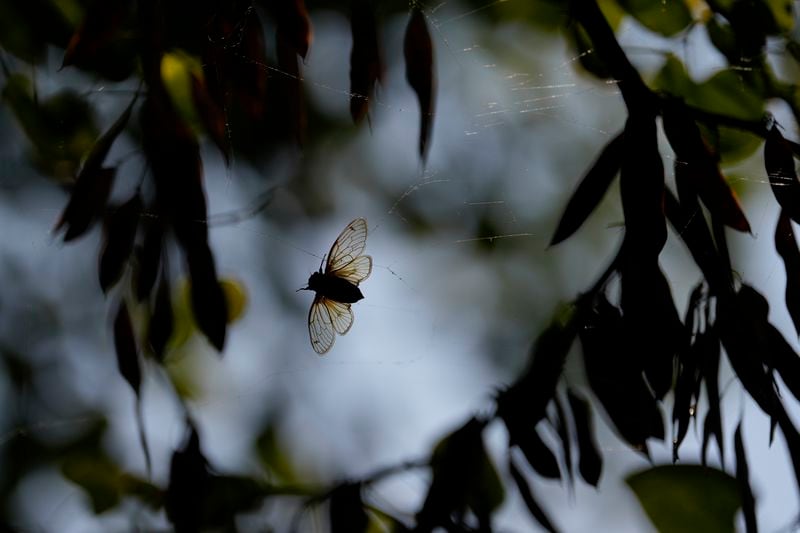 An adult periodical cicada flutters in a spider web at Lincoln Memorial Garden and Nature Center in Springfield, Ill., Tuesday, June 4, 2024. Trillions of once hidden baby bugs are in the air, on the trees and perching upon people's shirts, hats and even faces. (AP Photo/Carolyn Kaster)