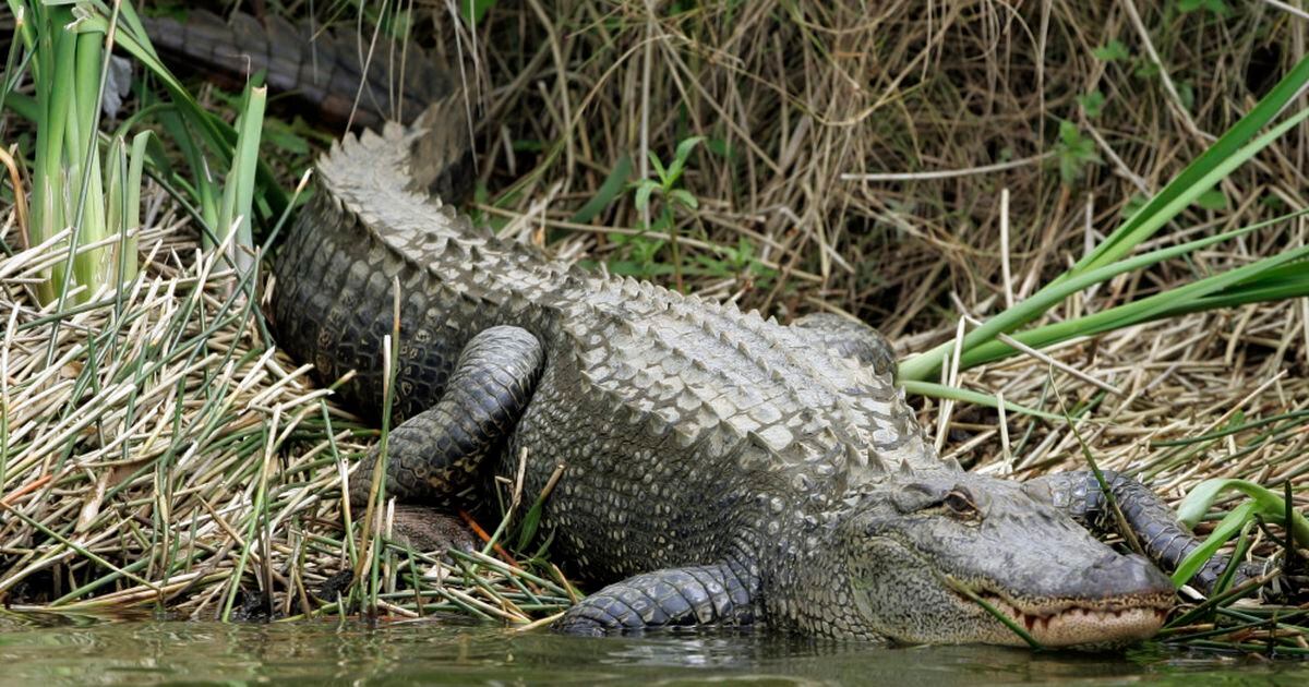 Undercover Investigators Expose Atrocities on Alligator Farms that