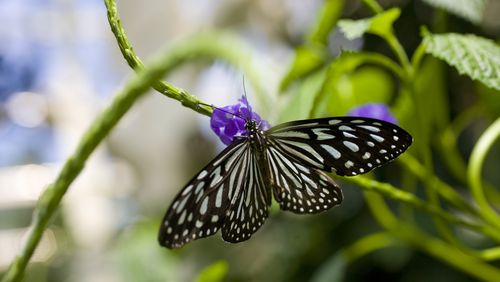 More than 1,000 butterflies live inside the Cecil B. Day Butterfly Center at Callaway Gardens in Pine Mountain. Contributed by Callaway Gardens
